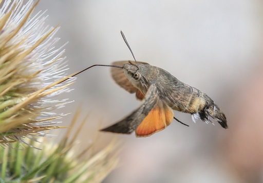 Macroglossum stellatarum – Шмелевидка 